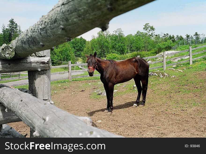 Fenced in horse at Rockwood Park, Saint John, NB, Canada. Fenced in horse at Rockwood Park, Saint John, NB, Canada