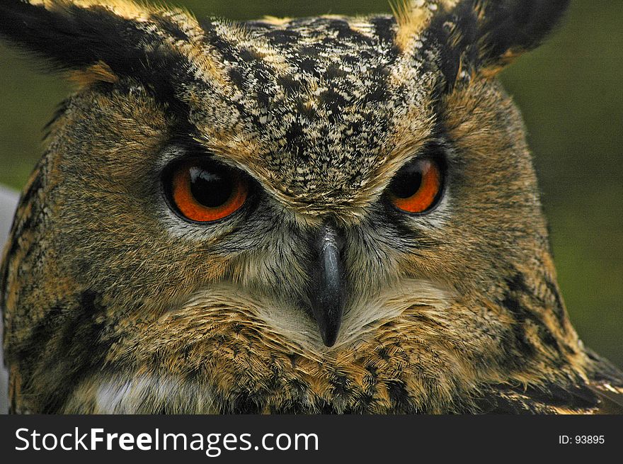 Close up of a european eagle owl