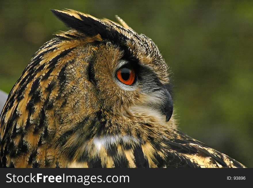 Close up of a european eagle owl