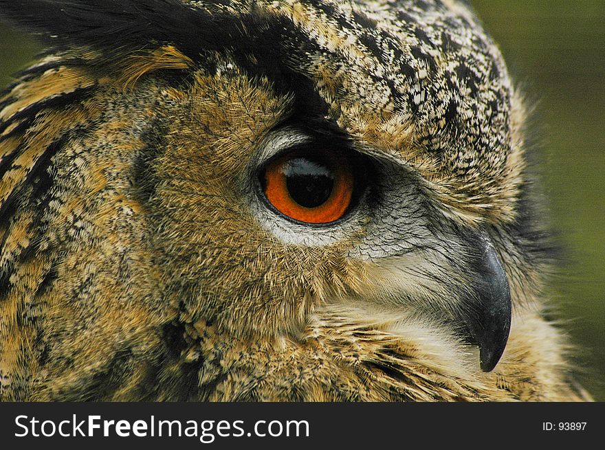 Close up of a european eagle owl. Close up of a european eagle owl