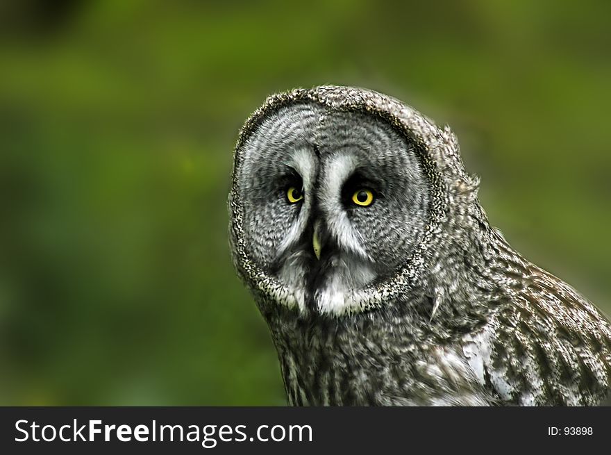 Portrait of a Great Grey Owl