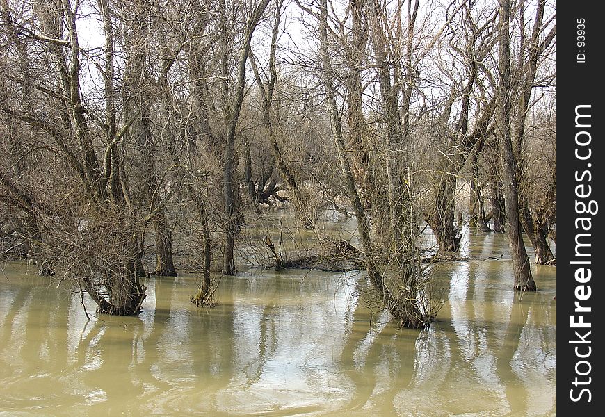Forest In The Water (Danube Delta). Forest In The Water (Danube Delta)