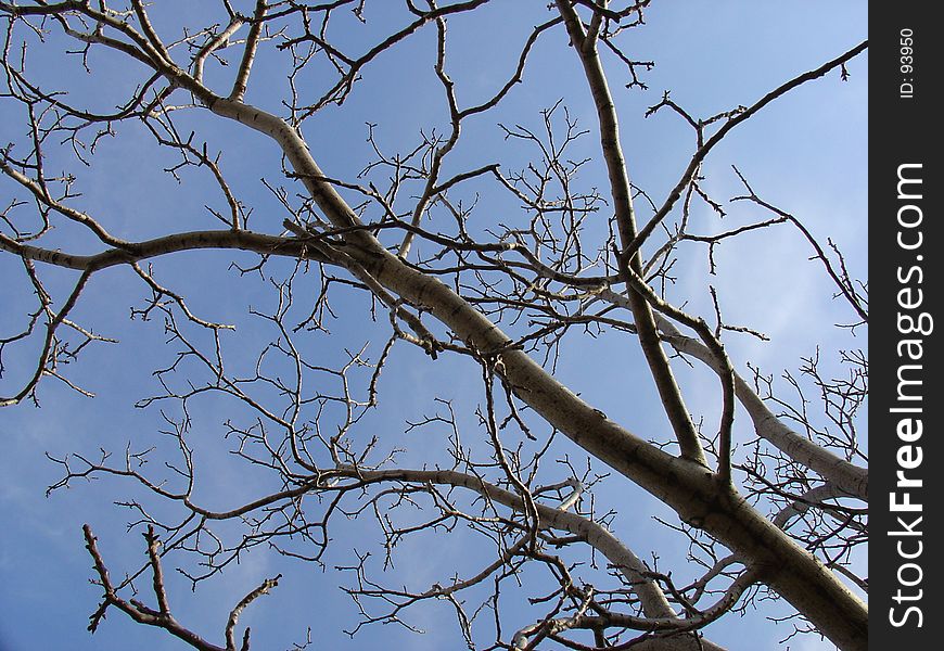 Branch Of A Tree. Branch Of A Tree