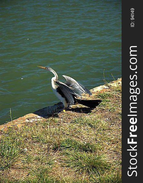 An egret perpares for flight
