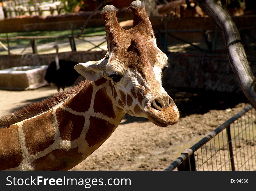 Giraffe from Leon guanajauto Zoo