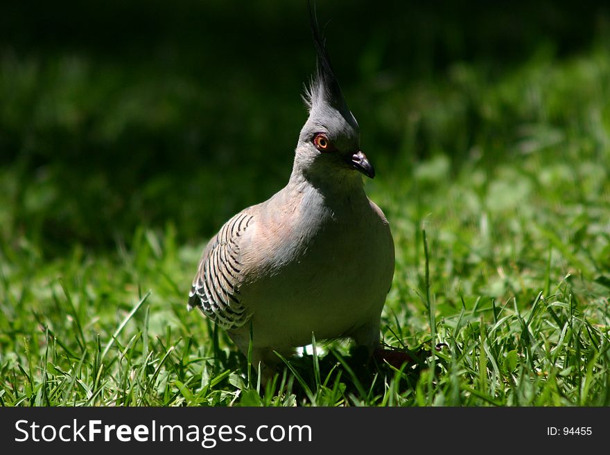 Wood pigeon on grass