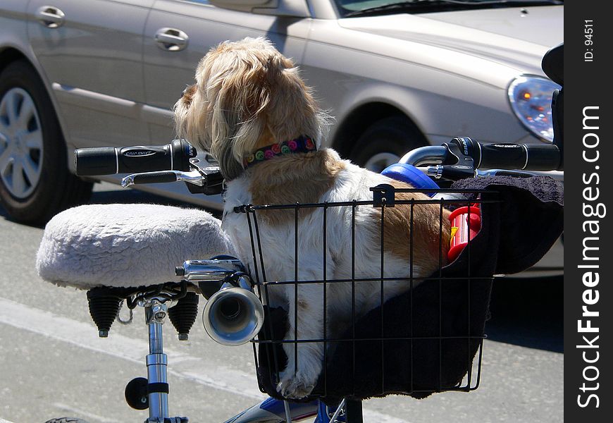 A dog turns his head away while in a basket. A dog turns his head away while in a basket