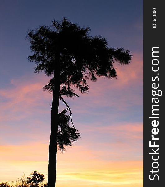 Filao tree over sunset; colour natural. Filao tree over sunset; colour natural