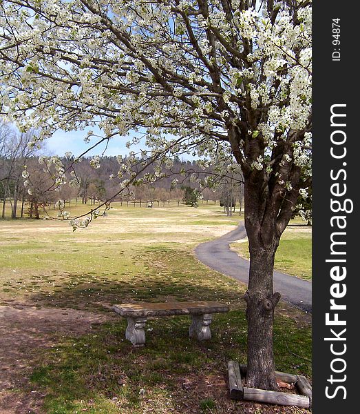 Tree & bench on a golf course. Tree & bench on a golf course