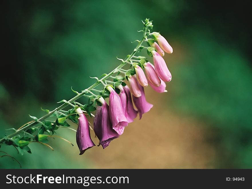 Close-up of an isolated Foxglove. Close-up of an isolated Foxglove