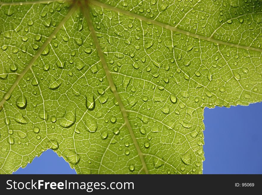 Leaf with water droplets