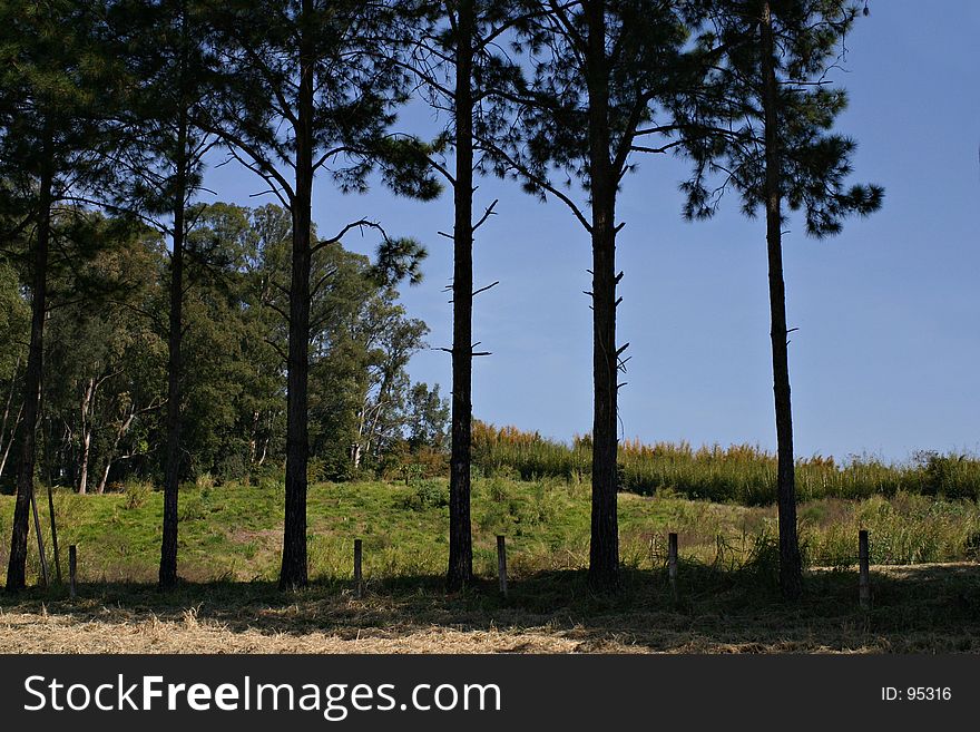 Trees against a blue sky in a rural setting. Trees against a blue sky in a rural setting