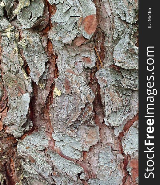 Macro of tree bark. Macro of tree bark