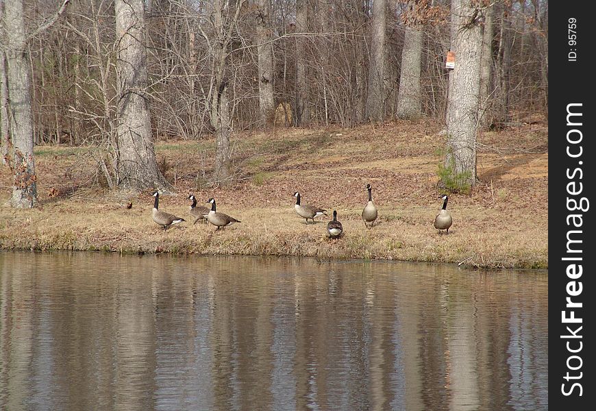 Geese