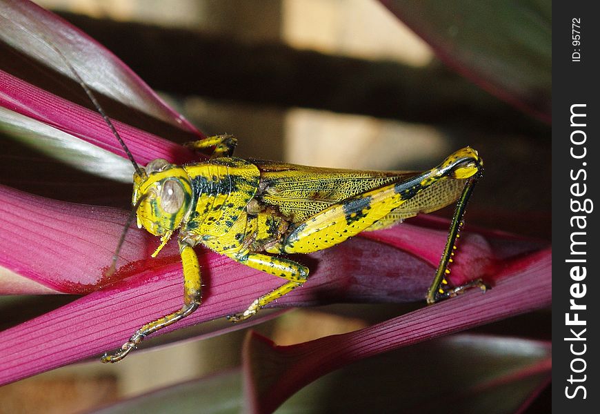 Photo of grasshopper