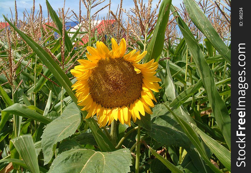 This is an image of a sunflower in a field. This is an image of a sunflower in a field.