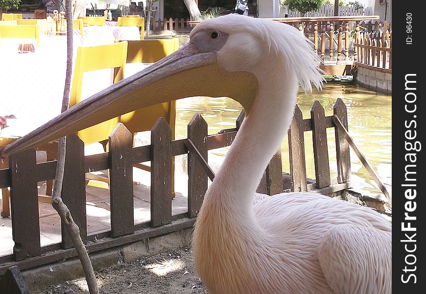 Pelican, Egypt, Africa