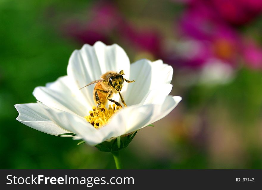 Bee gathering pollen on flower. Bee gathering pollen on flower