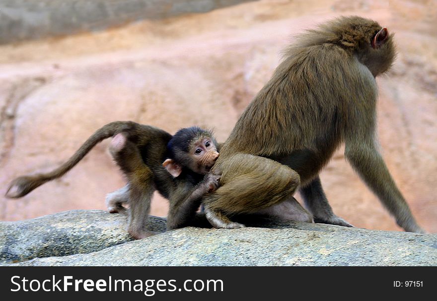 Baby monkey biting mom