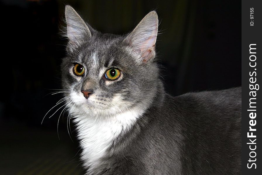 Gray kitty close up