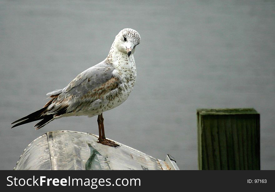 Gull tilting his head in a quizzical pose. Gull tilting his head in a quizzical pose