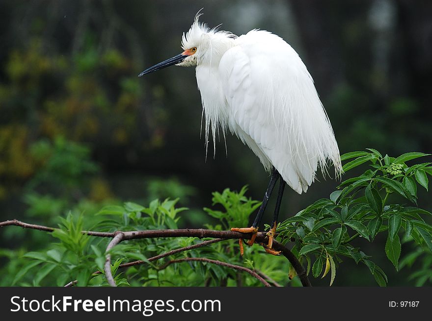 An egret observes his surroundings. An egret observes his surroundings.