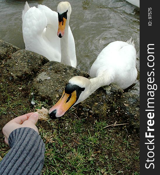 Feeding Swans