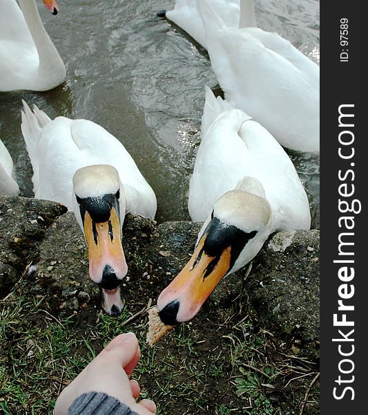 Feeding swans with bread. Feeding swans with bread