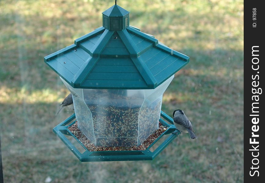 Bird feeder through window
