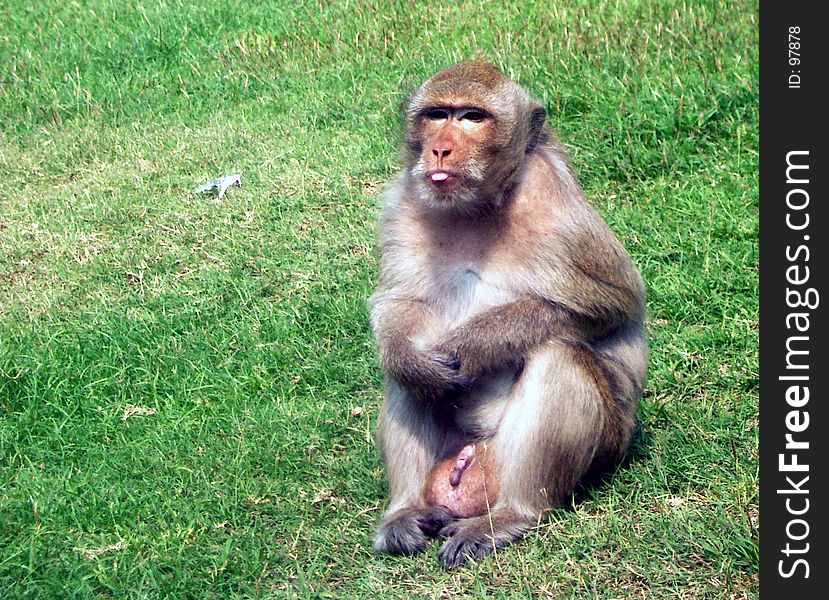 Macaque monkey sticking out its tongue