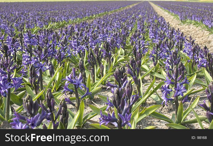 Hyacinth in a dutch field