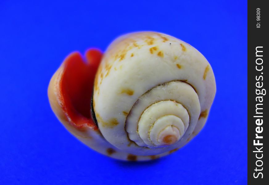 Seashell Pattern