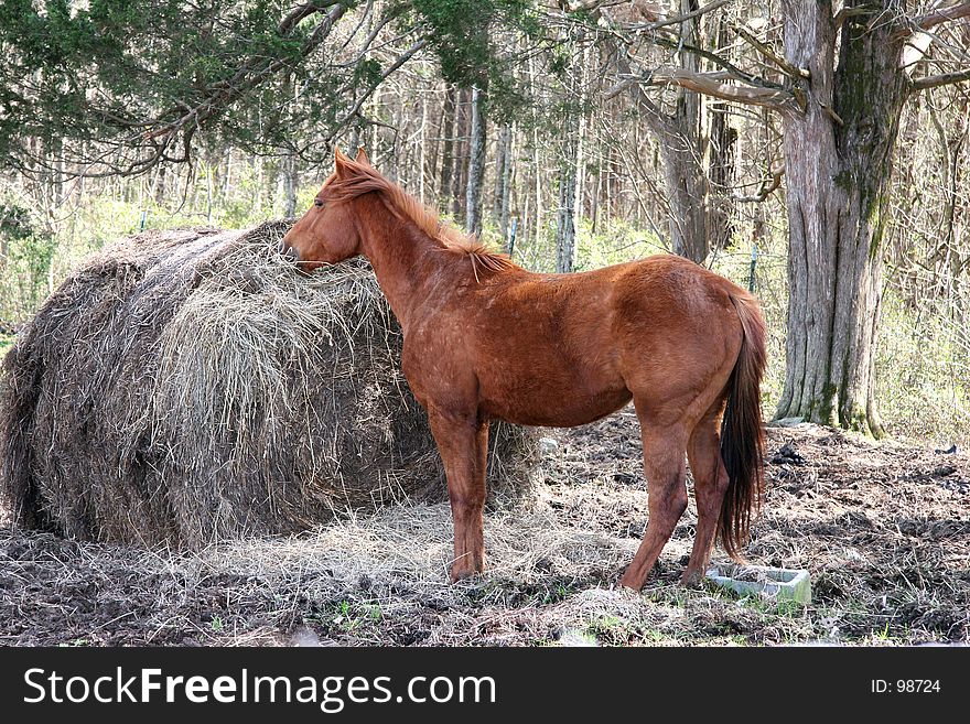 Honey colored horse eating hay with trees in background. Shot with Canon 20D. Honey colored horse eating hay with trees in background. Shot with Canon 20D