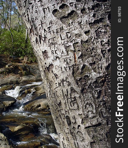 Scribed name and initials on a tree. Scribed name and initials on a tree