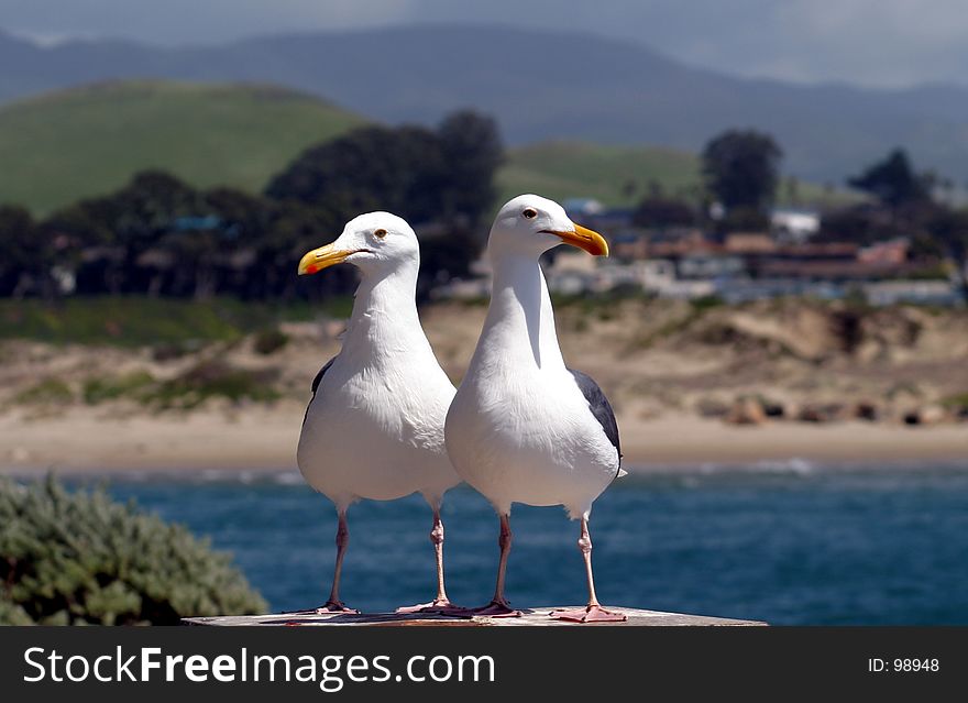 Two Seagulls Searching for Food