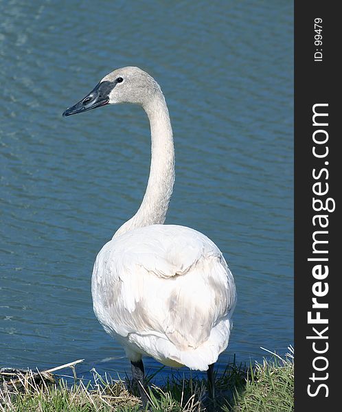 Swan By A Pond