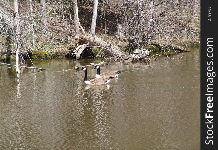 Geese In The Water