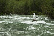 Gull Waiting For Food Royalty Free Stock Images