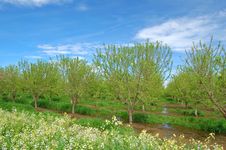Orchard In Springtime Stock Image Orchard In Springtime Stock Image