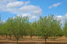 Orchard In Springtime Royalty Free Stock Photos Orchard In Springtime Royalty Free Stock Photos