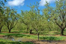 Orchard In Springtime Royalty Free Stock Photo Orchard In Springtime Royalty Free Stock Photo