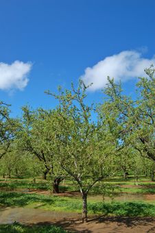 Orchard In Springtime Stock Photos Orchard In Springtime Stock Photos