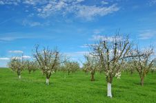 Orchard In Springtime Royalty Free Stock Images Orchard In Springtime Royalty Free Stock Images