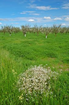Orchard In Springtime Stock Photo Orchard In Springtime Stock Photo