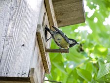 Great Tit Stock Photo