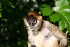 Monkey Looking Down Royalty Free Stock Images Monkey Looking Down Royalty Free Stock Images