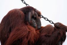 Orang Utan Holding A Chain Royalty Free Stock Photo Orang Utan Holding A Chain Royalty Free Stock Photo
