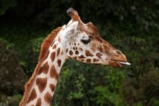 Giraffe Head Stock Image