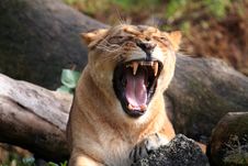 Lion Tooth Royalty Free Stock Photography