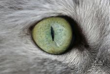 Eye Of A Cat Stock Images Eye Of A Cat Stock Images